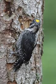 Attēlu rezultāti vaicājumam “Picoides tridactylus”