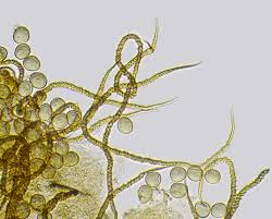 Attēlu rezultāti vaicājumam “Trichia flavicoma”