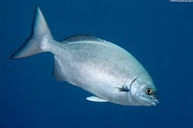 Image result for Kyphosus