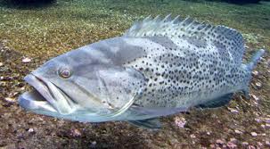Image result for Epinephelus andersoni