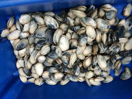 Attēlu rezultāti vaicājumam “Mya arenaria”