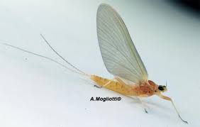 Attēlu rezultāti vaicājumam “Heptagenia sulphurea female”