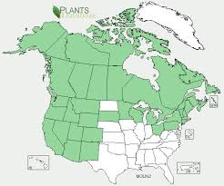 Attēlu rezultāti vaicājumam “Moneses uniflora fruit”