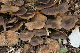 Attēlu rezultāti vaicājumam “Badhamiopsis praetermissa sessile”