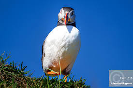 Image result for Fratercula arctica