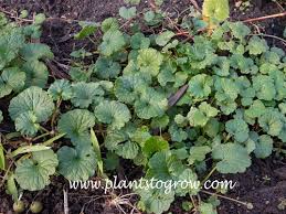 Attēlu rezultāti vaicājumam “Glechoma hederacea”
