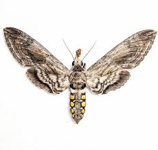 Attēlu rezultāti vaicājumam “Rhopalus maculatus imago”