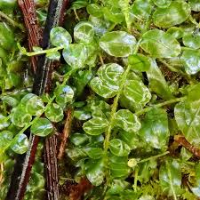 Attēlu rezultāti vaicājumam “Bryales”