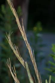 Attēlu rezultāti vaicājumam “Arabis glabra leaf”