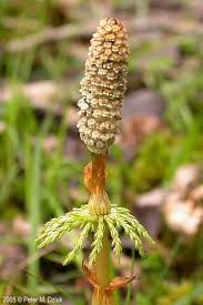 Attēlu rezultāti vaicājumam “Equisetum sylvaticum”