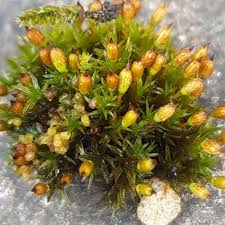 Attēlu rezultāti vaicājumam “Orthotrichum anomalum”