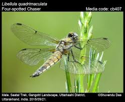 Attēlu rezultāti vaicājumam “Libellula quadrimaculata exuvia”