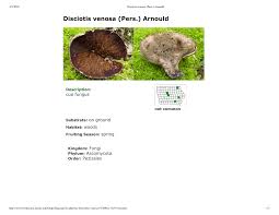 Attēlu rezultāti vaicājumam “Disciotis venosa”