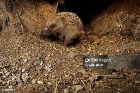 Attēlu rezultāti vaicājumam “Erinaceus sp.”