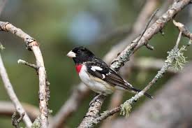 Image result for Pheucticus ludovicianus