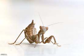 Attēlu rezultāti vaicājumam “Diderma roanense macro”