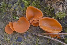 Attēlu rezultāti vaicājumam “Aleuria aurantia”