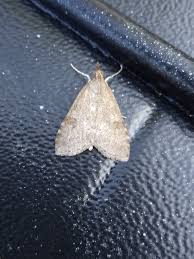 Attēlu rezultāti vaicājumam “Udea prunalis”