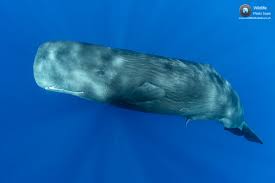 Image result for Physeter macrocephalus
