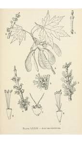 Attēlu rezultāti vaicājumam “Acer saccharinum flower”