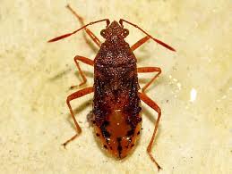 Attēlu rezultāti vaicājumam “Rhopalus maculatus imago”