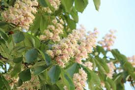 Attēlu rezultāti vaicājumam “Aesculus hippocastanum”