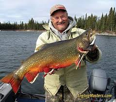 Image result for Salvelinus fontinalis