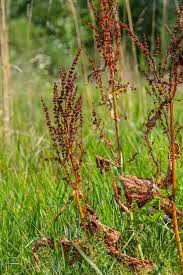 Attēlu rezultāti vaicājumam “Anomodon longifolius”