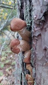 Attēlu rezultāti vaicājumam “Lignydium muscorum spores”