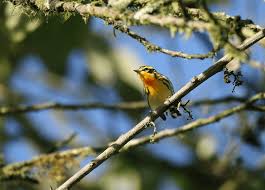 Image result for Dendroica fusca