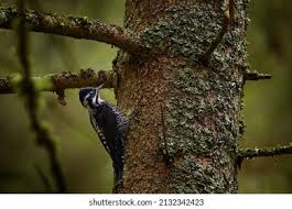 Attēlu rezultāti vaicājumam “Picoides tridactylus adult”