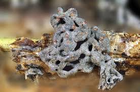 Attēlu rezultāti vaicājumam “Fuligo gyrosa macro”