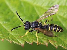 Attēlu rezultāti vaicājumam “Cerceris arenaria”