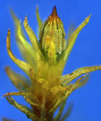 Attēlu rezultāti vaicājumam “Orthotrichum anomalum sporophyte”