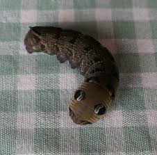 Image result for hawk moth