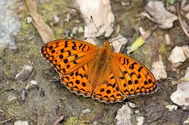 Attēlu rezultāti vaicājumam “Argynnis adippe male”