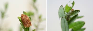 Attēlu rezultāti vaicājumam “Stemonaria irregularis macro”