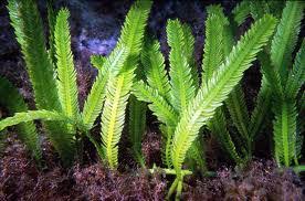 Attēlu rezultāti vaicājumam “Chlorophyta”