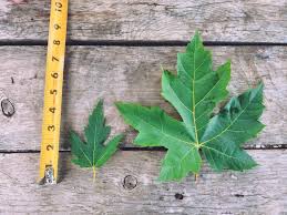 Attēlu rezultāti vaicājumam “Acer saccharinum leaf”