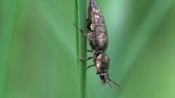 Attēlu rezultāti vaicājumam “Agrypnus murinus”