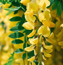 Attēlu rezultāti vaicājumam “Laburnum alpinum fruit”