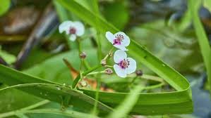 Attēlu rezultāti vaicājumam “Sagittaria sagittifolia flower”