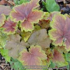 Image result for Heuchera `Swirling Fantasy`