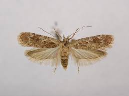 Attēlu rezultāti vaicājumam “Agonopterix hypericella”