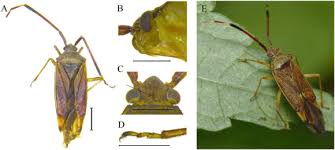 Attēlu rezultāti vaicājumam “Pantilius tunicatus”