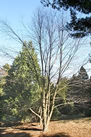 Attēlu rezultāti vaicājumam “Betula alleghaniensis”