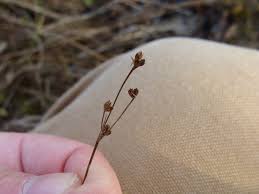 Attēlu rezultāti vaicājumam “Juncus alpinoarticulatus”