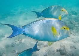 Image result for Acanthurus xanthopterus
