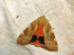 Attēlu rezultāti vaicājumam “Noctua fimbriata”