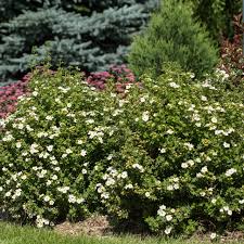Attēlu rezultāti vaicājumam “Potentilla arenaria bud”